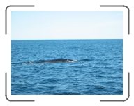 2002-05 Whale Watch * (8 Slides)